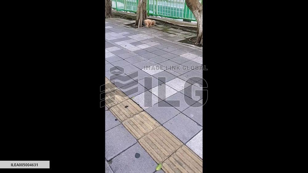 China: Diligent Poodle Collects Bagful of Plastic Bottles in Guangdong