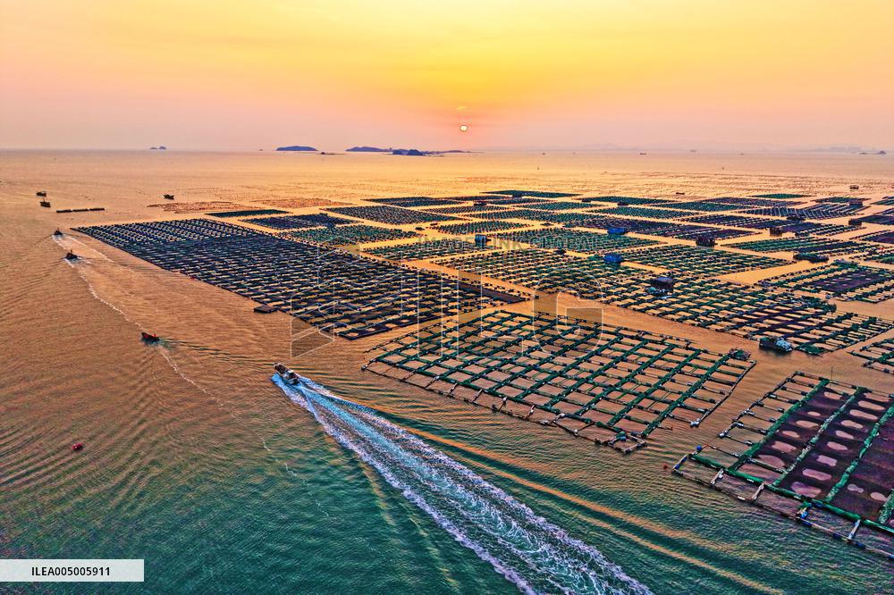 Marine Ranching