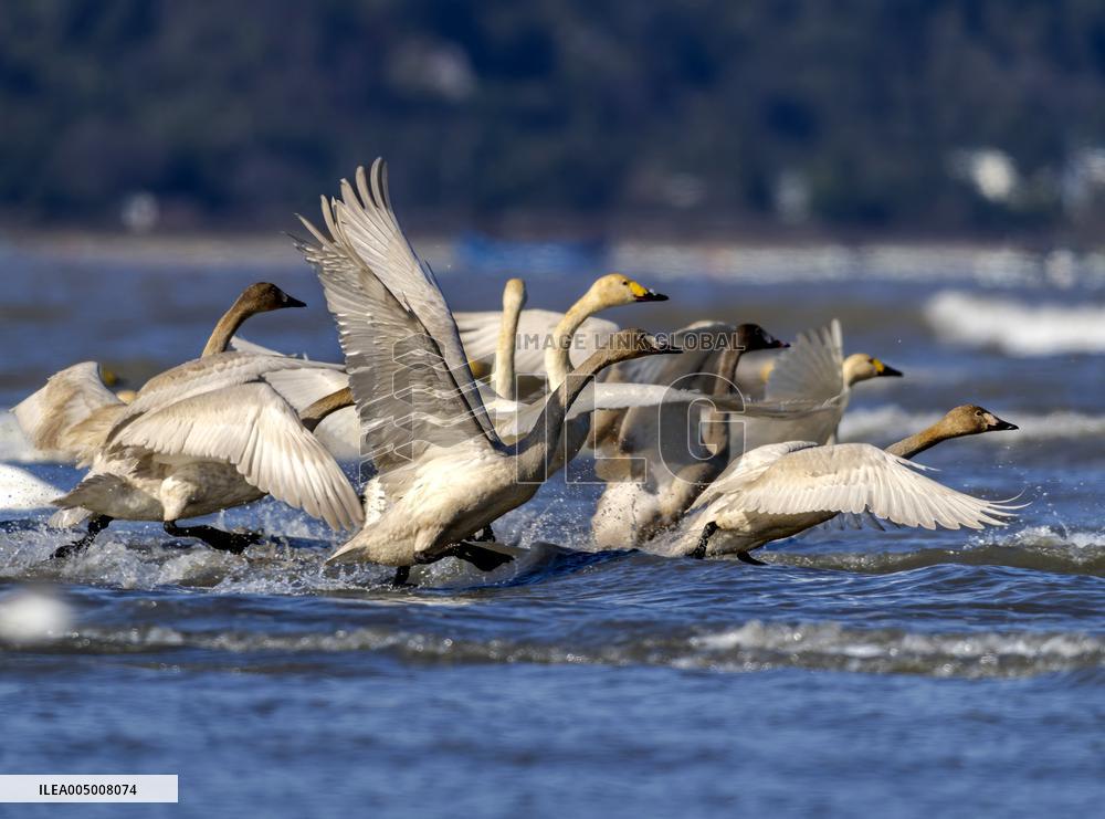 Minjiang River Estuary Nature Reserve - China
