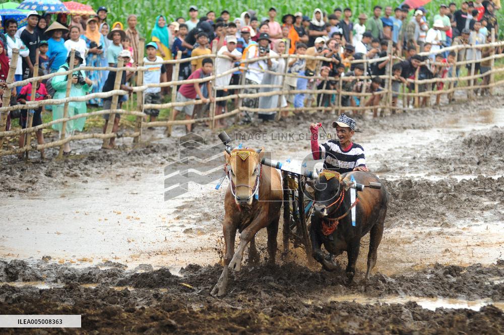 Probolinggo Bull Racing - Indonesia