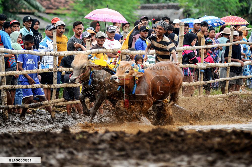Probolinggo Bull Racing - Indonesia