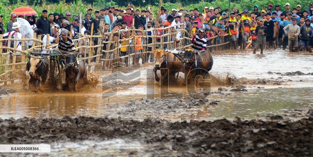 Probolinggo Bull Racing - Indonesia