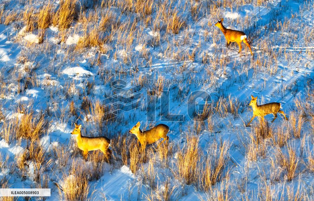 Wild Siberian Roe Deer