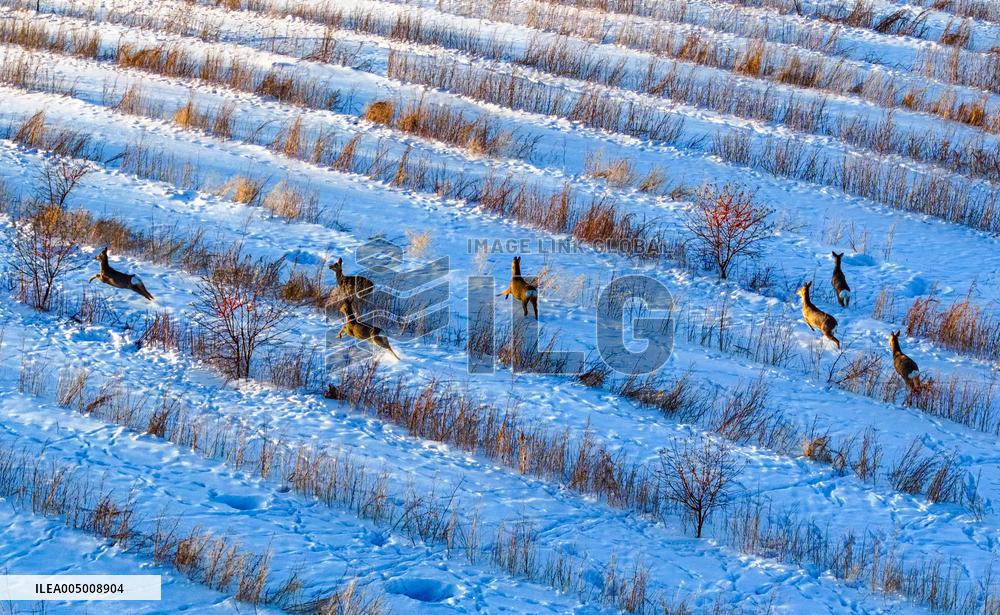 Wild Siberian Roe Deer