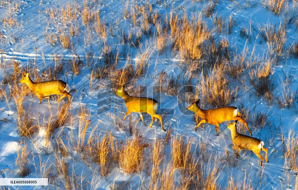 Wild Siberian Roe Deer