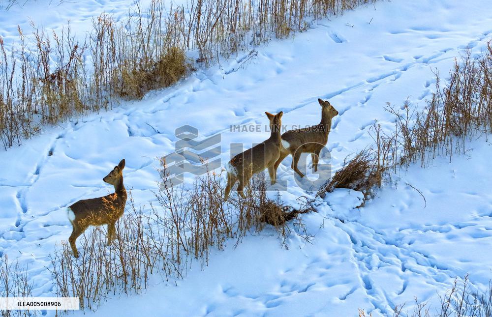 Wild Siberian Roe Deer