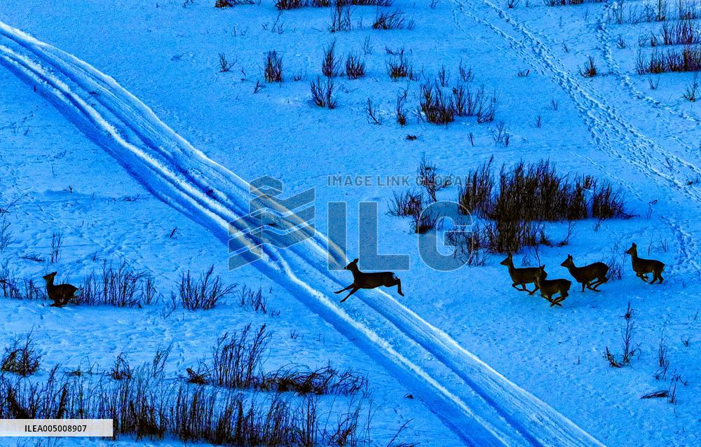 Wild Siberian Roe Deer