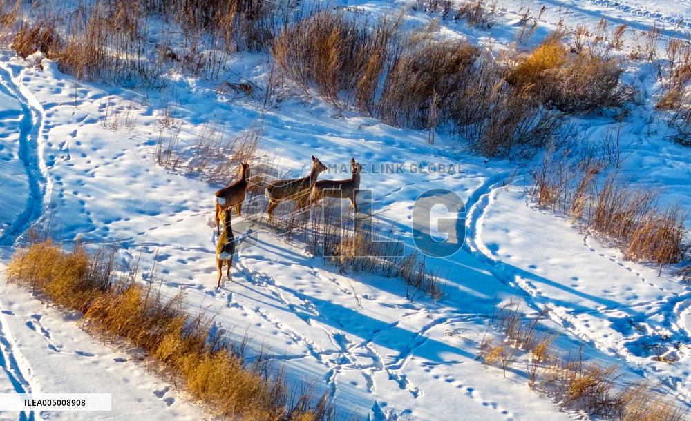 Wild Siberian Roe Deer