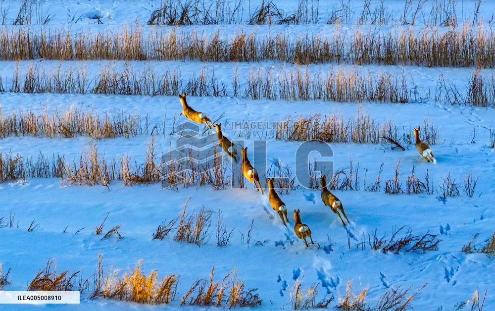 Wild Siberian Roe Deer