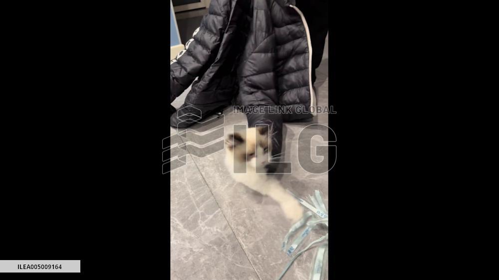 China: Adorable Video Captures Kitten Getting Stuck in a Coat Sleeve
