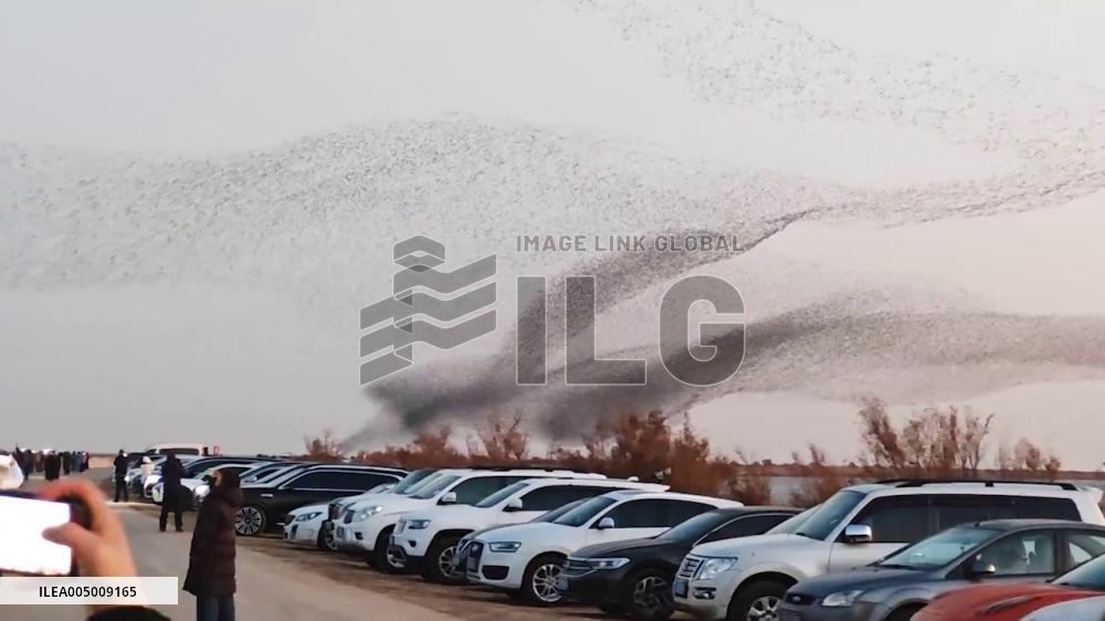 China: Thousands of Migratory Birds Form “Giant Wave” in Shandong