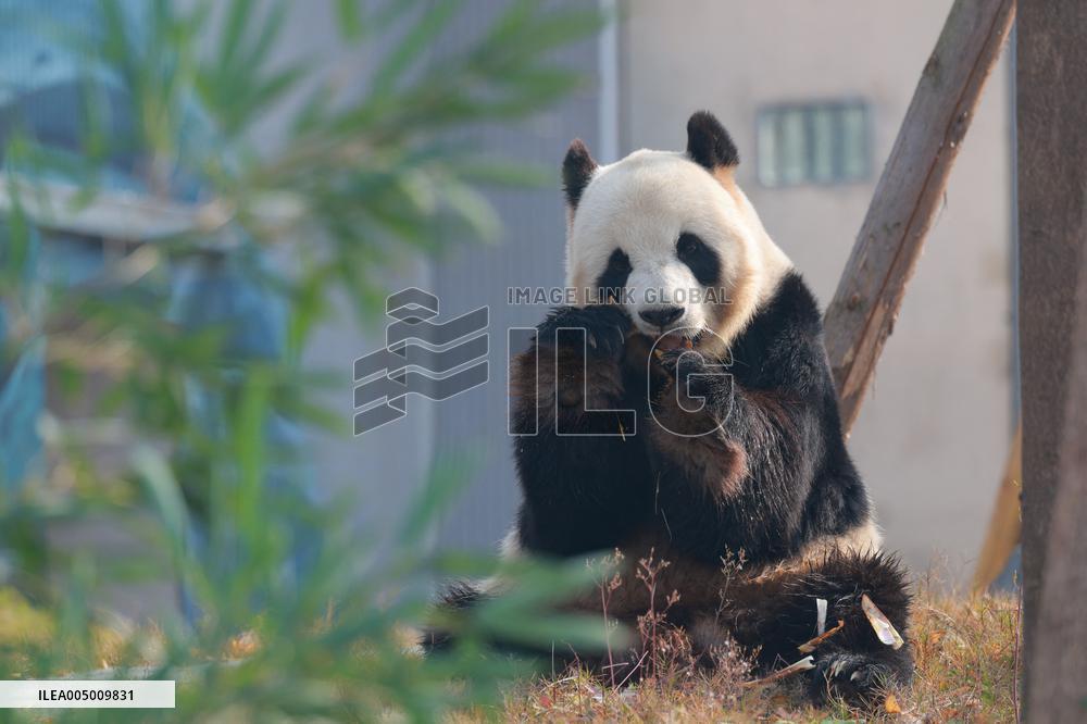 China Conservation and Research Center for the Giant Panda - Mianyang
