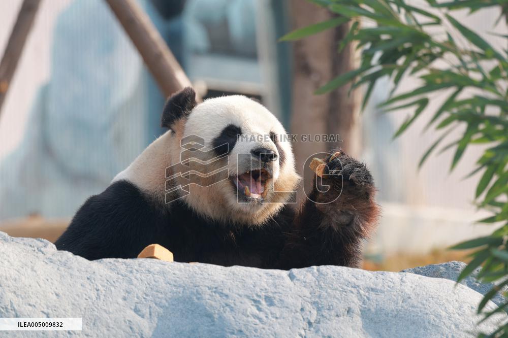 China Conservation and Research Center for the Giant Panda - Mianyang