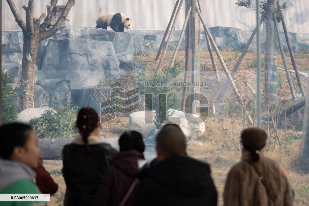 China Conservation and Research Center for the Giant Panda - Mianyang