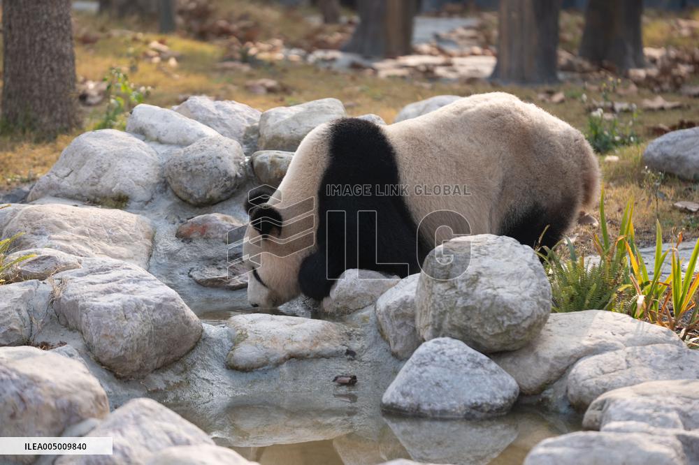 China Conservation and Research Center for the Giant Panda - Mianyang