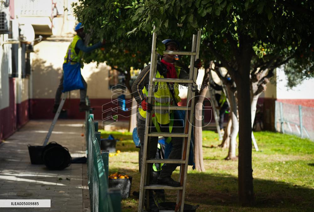 The 2025-2026 Bitter Orange Harvesting Season in Seville Has Begun