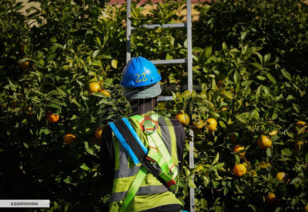 The 2025-2026 Bitter Orange Harvesting Season in Seville Has Begun