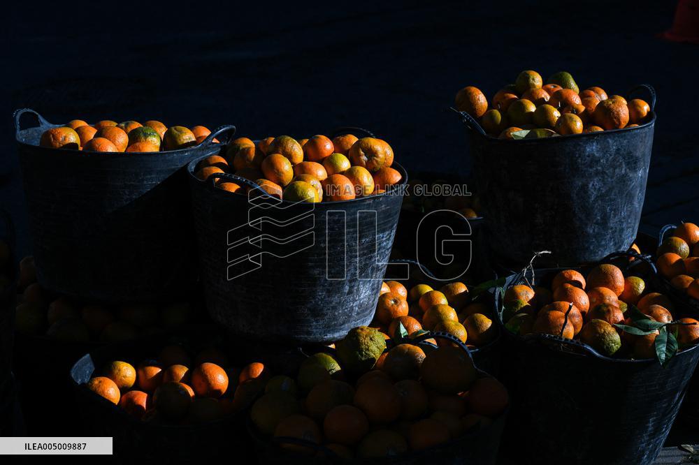The 2025-2026 Bitter Orange Harvesting Season in Seville Has Begun