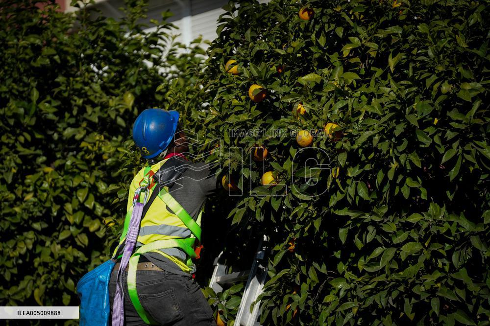 The 2025-2026 Bitter Orange Harvesting Season in Seville Has Begun