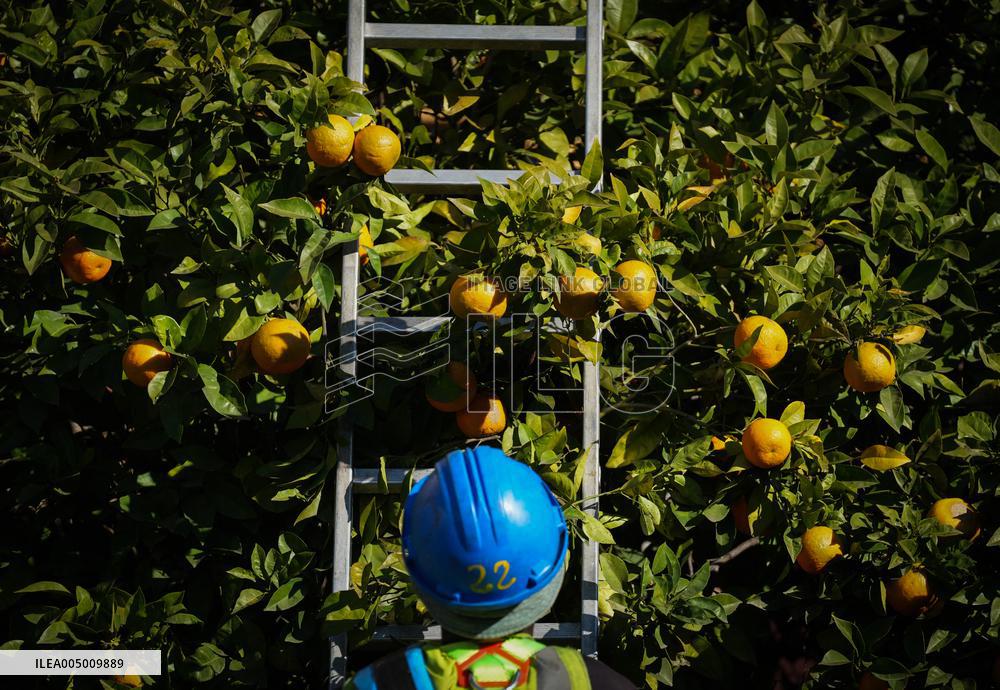 The 2025-2026 Bitter Orange Harvesting Season in Seville Has Begun
