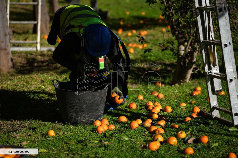 The 2025-2026 Bitter Orange Harvesting Season in Seville Has Begun