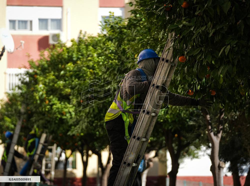 The 2025-2026 Bitter Orange Harvesting Season in Seville Has Begun