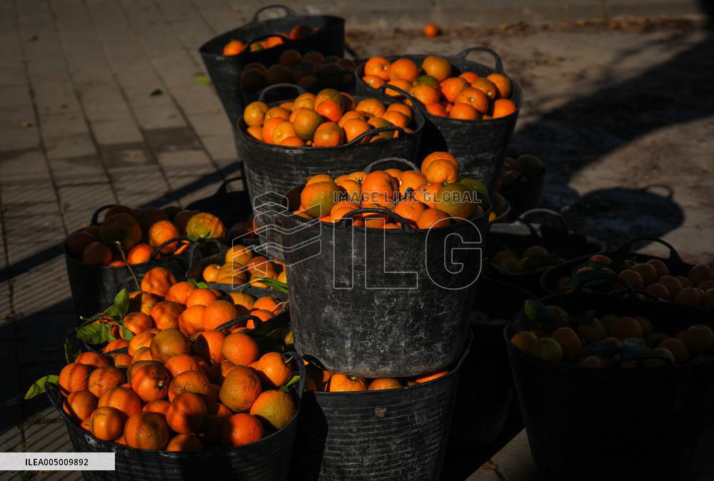 The 2025-2026 Bitter Orange Harvesting Season in Seville Has Begun