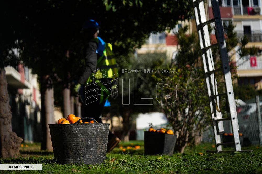 The 2025-2026 Bitter Orange Harvesting Season in Seville Has Begun