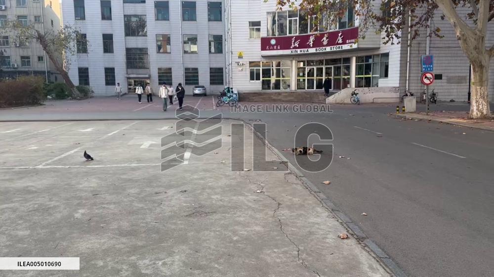 China: Cat Catches Pigeon on University Sports Field in Shandong