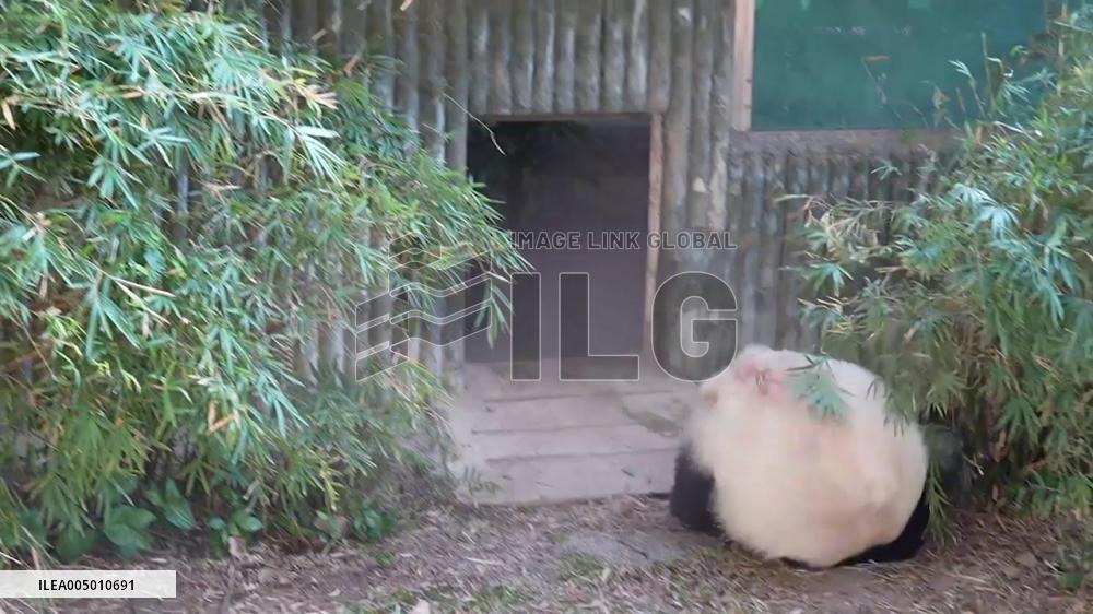 China: Playful Panda Delights Visitors With Somersaults in Guangzhou Zoo
