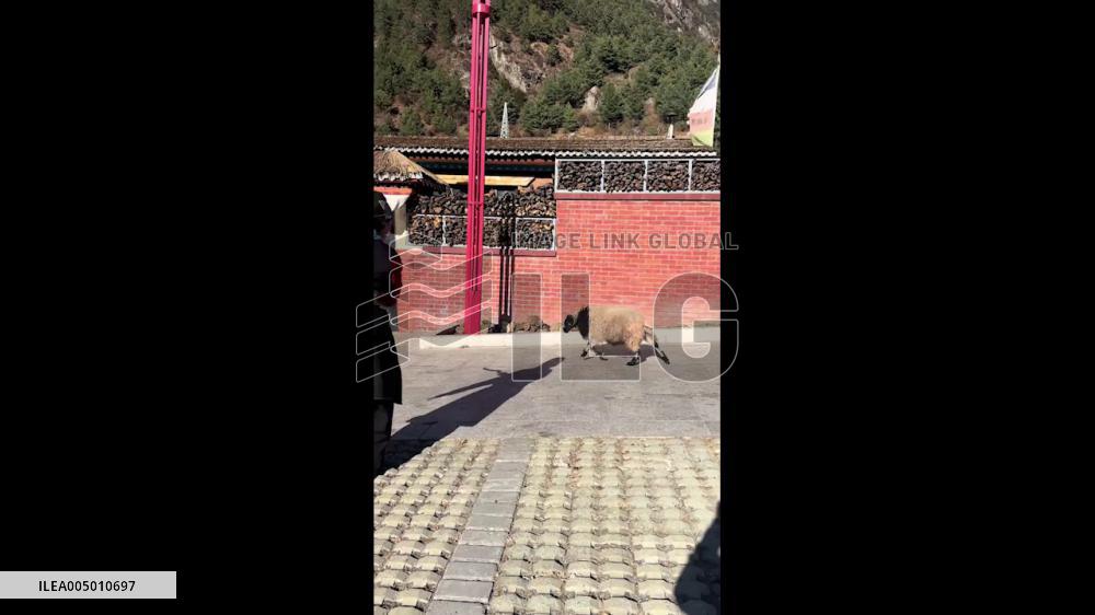 China: Sheep Chases Boy Through Village in Lighthearted Moment