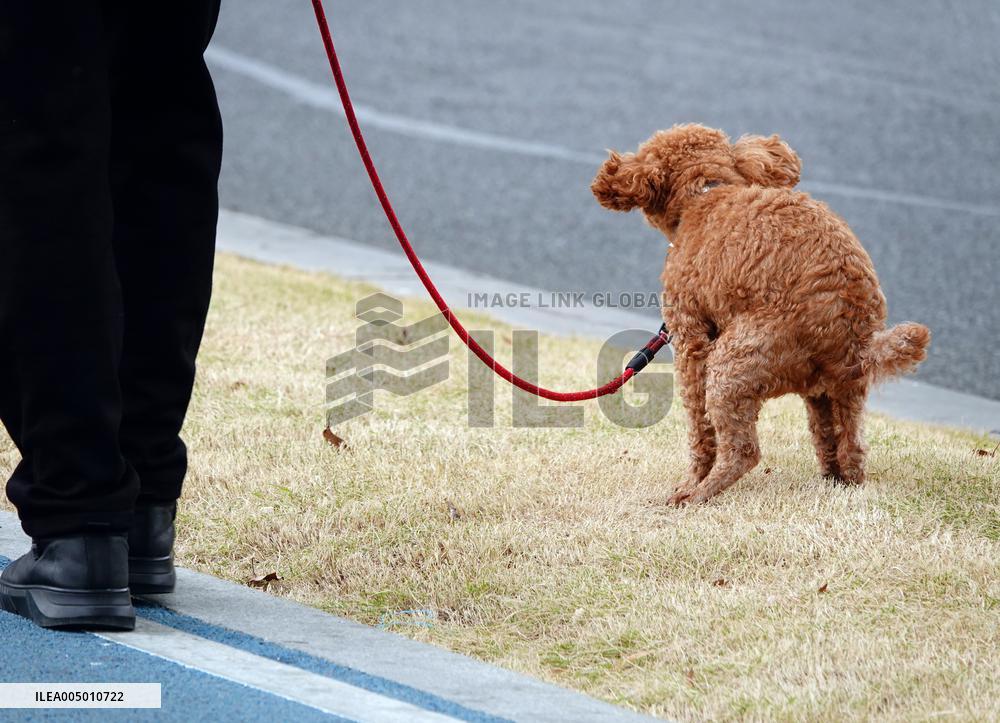 Walk Dog With  Leash