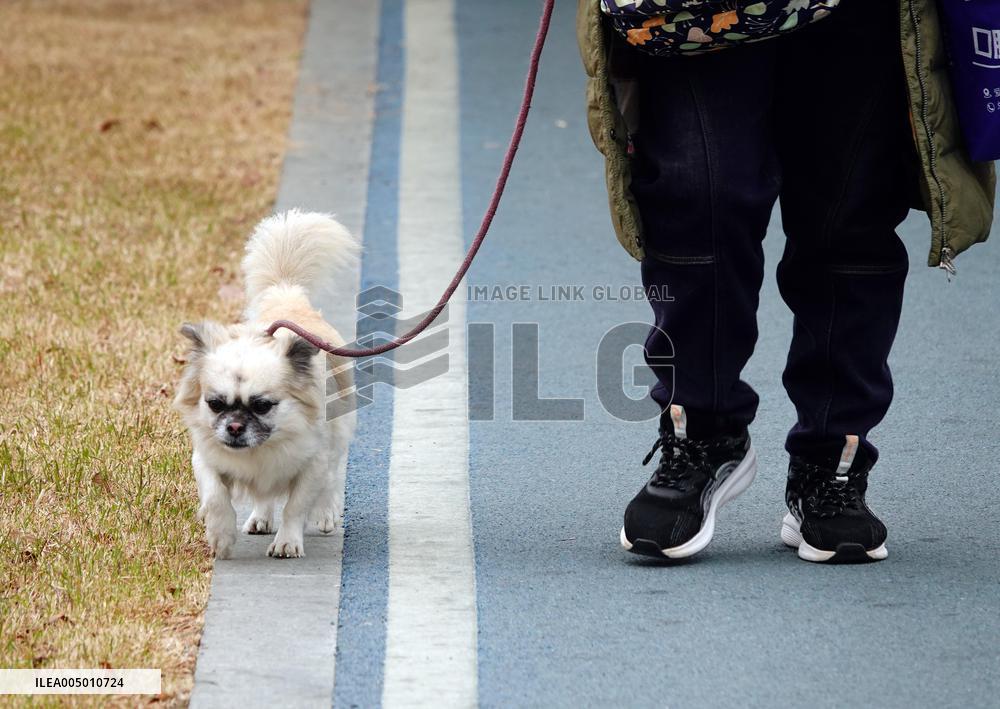 Walk Dog With  Leash