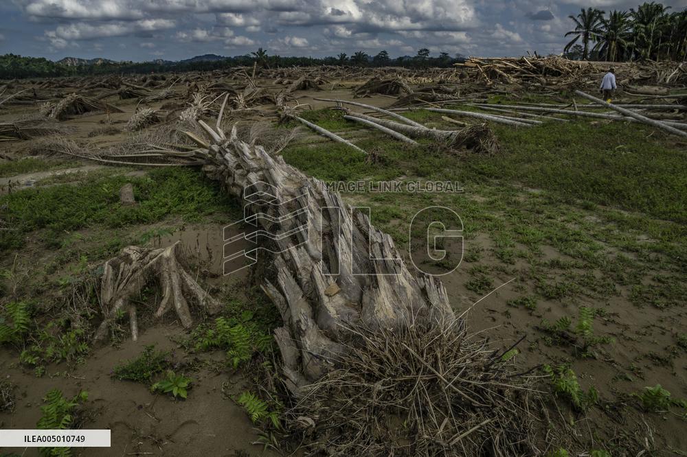 Leuser's Grief Under Tropical Cyclone Senyar - Indonesia