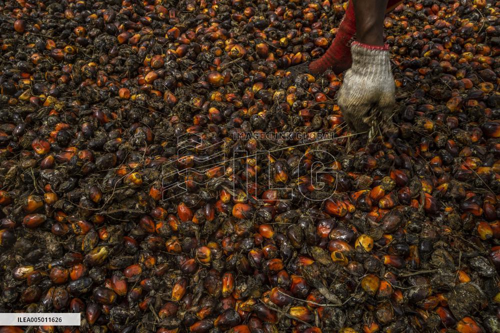 Hunt for Leftover Oil Palm Fruit - Aceh Tamiang