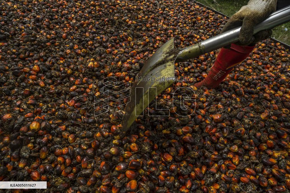 Hunt for Leftover Oil Palm Fruit - Aceh Tamiang