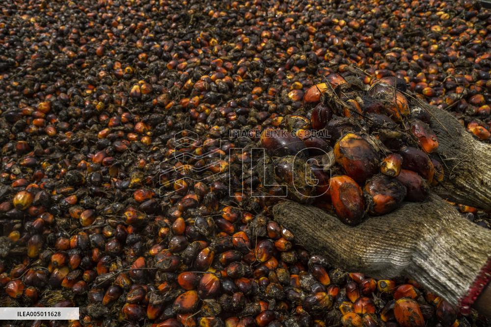 Hunt for Leftover Oil Palm Fruit - Aceh Tamiang