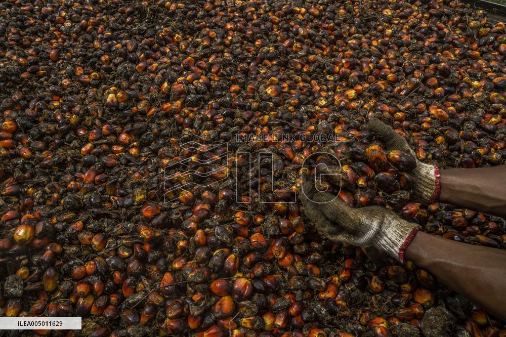 Hunt for Leftover Oil Palm Fruit - Aceh Tamiang