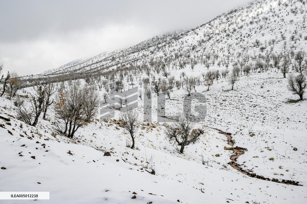 Snowfall In Kurdistan Region - Iraq