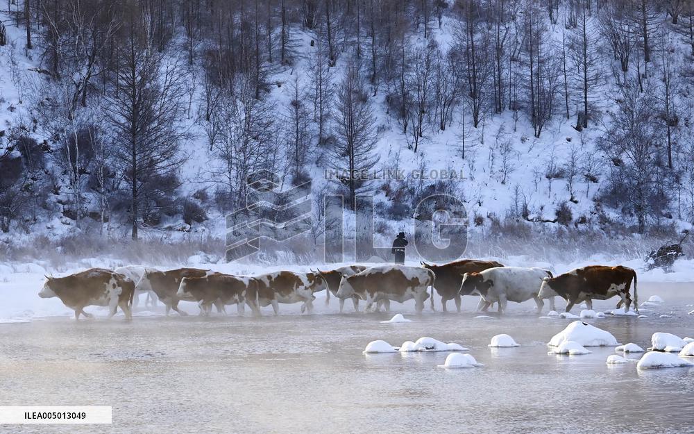 Alshan National Forest Park