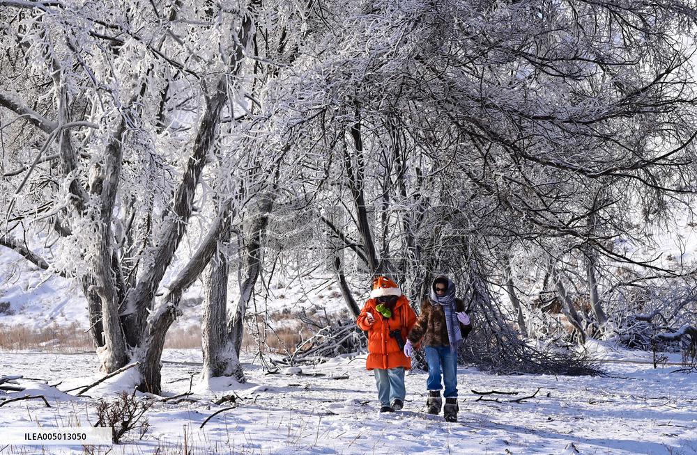 Alshan National Forest Park