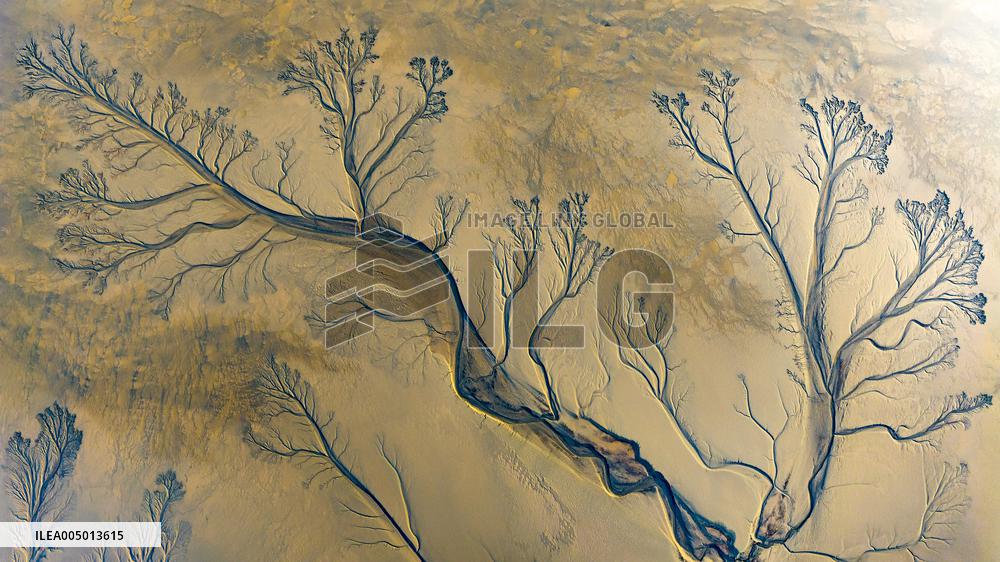 Tidal Tree Landscape