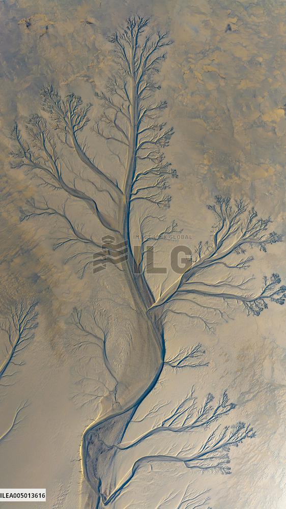 Tidal Tree Landscape