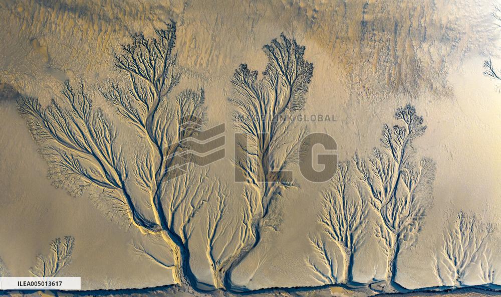 Tidal Tree Landscape