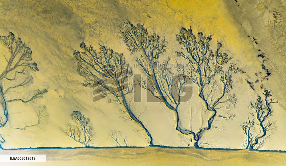 Tidal Tree Landscape