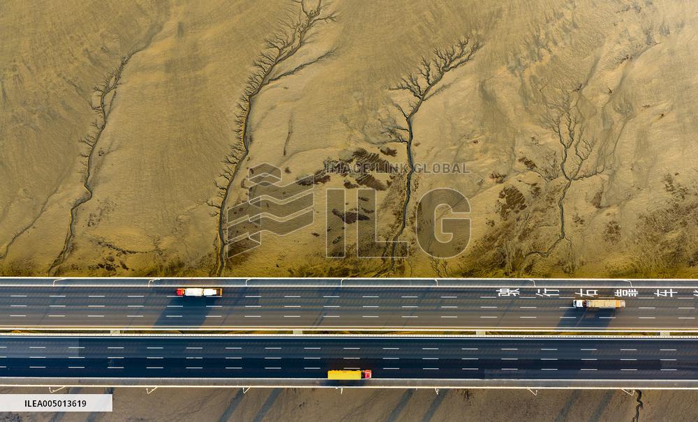 Tidal Tree Landscape