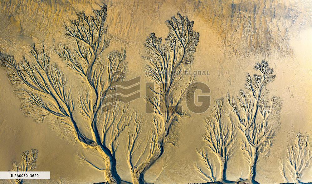 Tidal Tree Landscape