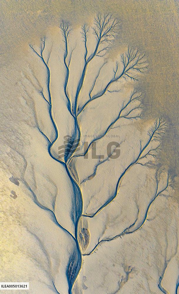 Tidal Tree Landscape