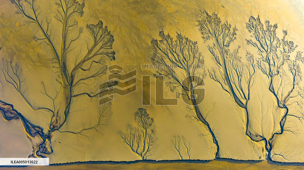 Tidal Tree Landscape