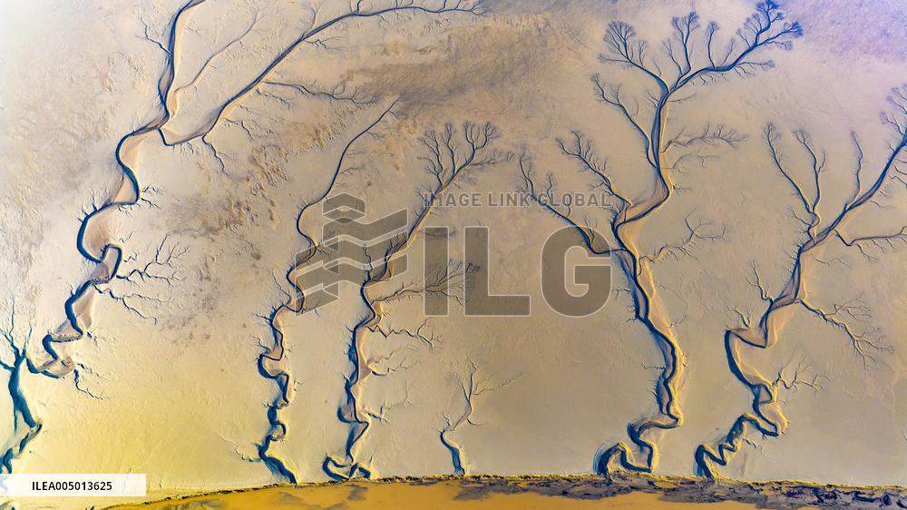 Tidal Tree Landscape